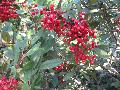 Toyon, Christmas Berry / Heteromeles arbutifolia